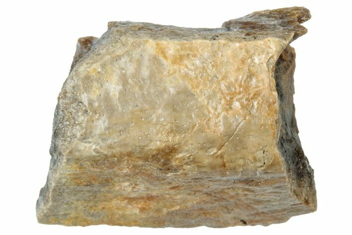 Fossil Tyrannosaur (T rex) Bone Section - Wyoming #314129